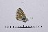  ( - RVcoll14A965)  @12 [ ] Copyright (2016) Roger Vila Institut de Biologia Evolutiva (CSIC-UPF), Butterfly Diversity and Evolution Lab