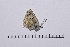 ( - RVcoll14A966)  @12 [ ] Copyright (2016) Roger Vila Institut de Biologia Evolutiva (CSIC-UPF), Butterfly Diversity and Evolution Lab