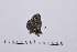  ( - RVcoll16H949)  @13 [ ] Copyright (2016) Roger Vila Institut de Biologia Evolutiva (CSIC-UPF), Butterfly Diversity and Evolution Lab