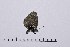  ( - RVcoll16H950)  @13 [ ] Copyright (2016) Roger Vila Institut de Biologia Evolutiva (CSIC-UPF), Butterfly Diversity and Evolution Lab