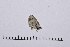  ( - RVcoll16H961)  @12 [ ] Copyright (2016) Roger Vila Institut de Biologia Evolutiva (CSIC-UPF), Butterfly Diversity and Evolution Lab