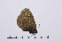  ( - RVcoll15P049)  @13 [ ] Copyright (2016) Roger Vila Institut de Biologia Evolutiva (CSIC-UPF), Butterfly Diversity and Evolution Lab