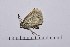  ( - RVcoll15Q167)  @11 [ ] Copyright (2016) Roger Vila Institut de Biologia Evolutiva (CSIC-UPF), Butterfly Diversity and Evolution Lab