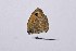  ( - RVcoll16H764)  @12 [ ] Copyright (2016) Roger Vila Institut de Biologia Evolutiva (CSIC-UPF), Butterfly Diversity and Evolution Lab