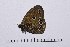  ( - RVcoll16H841)  @12 [ ] Copyright (2016) Roger Vila Institut de Biologia Evolutiva (CSIC-UPF), Butterfly Diversity and Evolution Lab
