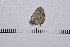  ( - RVcoll16H962)  @12 [ ] Copyright (2016) Roger Vila Institut de Biologia Evolutiva (CSIC-UPF), Butterfly Diversity and Evolution Lab