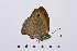 ( - RVcoll16H972)  @12 [ ] Copyright (2016) Roger Vila Institut de Biologia Evolutiva (CSIC-UPF), Butterfly Diversity and Evolution Lab