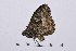  ( - RVcoll16H973)  @11 [ ] Copyright (2016) Roger Vila Institut de Biologia Evolutiva (CSIC-UPF), Butterfly Diversity and Evolution Lab