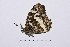  ( - RVcoll16J781)  @12 [ ] Copyright (2016) Roger Vila Institut de Biologia Evolutiva (CSIC-UPF), Butterfly Diversity and Evolution Lab