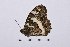  ( - RVcoll16J782)  @12 [ ] Copyright (2016) Roger Vila Institut de Biologia Evolutiva (CSIC-UPF), Butterfly Diversity and Evolution Lab