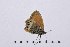  ( - RVcoll16J604)  @12 [ ] Copyright (2016) Roger Vila Institut de Biologia Evolutiva (CSIC-UPF), Butterfly Diversity and Evolution Lab