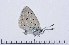  (Plebejus martini - RVcoll16J861)  @12 [ ] Copyright (2017) Vlad Dinca Unspecified