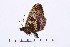  ( - RVcoll16H051)  @13 [ ] Copyright (2017) Vlad Dinca Unspecified