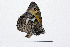 ( - RVcoll14A924)  @11 [ ] Copyright (2016) Roger Vila Institut de Biologia Evolutiva (CSIC-UPF), Butterfly Diversity and Evolution Lab