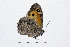  ( - RVcoll14A925)  @12 [ ] Copyright (2016) Roger Vila Institut de Biologia Evolutiva (CSIC-UPF), Butterfly Diversity and Evolution Lab