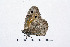  ( - RVcoll14A926)  @11 [ ] Copyright (2016) Roger Vila Institut de Biologia Evolutiva (CSIC-UPF), Butterfly Diversity and Evolution Lab