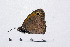  ( - RVcoll14A929)  @12 [ ] Copyright (2016) Roger Vila Institut de Biologia Evolutiva (CSIC-UPF), Butterfly Diversity and Evolution Lab