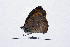  ( - RVcoll14A930)  @12 [ ] Copyright (2016) Roger Vila Institut de Biologia Evolutiva (CSIC-UPF), Butterfly Diversity and Evolution Lab