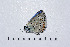  ( - RVcoll14O561)  @12 [ ] Copyright (2016) Roger Vila Institut de Biologia Evolutiva (CSIC-UPF), Butterfly Diversity and Evolution Lab