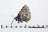  ( - RVcoll16H167)  @12 [ ] Copyright (2016) Roger Vila Institut de Biologia Evolutiva (CSIC-UPF), Butterfly Diversity and Evolution Lab