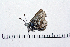  ( - RVcoll16H183)  @12 [ ] Copyright (2016) Roger Vila Institut de Biologia Evolutiva (CSIC-UPF), Butterfly Diversity and Evolution Lab