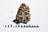  ( - RVcoll16H720)  @14 [ ] Copyright (2016) Roger Vila Institut de Biologia Evolutiva (CSIC-UPF), Butterfly Diversity and Evolution Lab