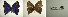  ( - USNM ENT 00181727)  @12 [ ] Unspecified (default): All Rights Reserved  Unspecified Unspecified