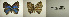  ( - USNM ENT 00181733)  @12 [ ] Unspecified (default): All Rights Reserved  Unspecified Unspecified