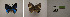  ( - USNM ENT 00181925)  @12 [ ] Unspecified (default): All Rights Reserved  Unspecified Unspecified