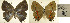  (Badecla lanckena - USNM ENT 01102221)  @12 [ ] Unspecified (default): All Rights Reserved (2016) Unspecified Smithsonian Institution