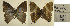  ( - USNM ENT 01102251)  @11 [ ] Unspecified (default): All Rights Reserved (2016) Unspecified Smithsonian Institution