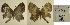  ( - USNM ENT 01102252)  @12 [ ] Unspecified (default): All Rights Reserved (2016) Unspecified Smithsonian Institution