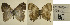  ( - USNM ENT 01102253)  @12 [ ] Unspecified (default): All Rights Reserved (2016) Unspecified Smithsonian Institution