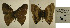  (Arzecla canacha - USNM ENT 01102258)  @12 [ ] Unspecified (default): All Rights Reserved (2016) Unspecified Smithsonian Institution