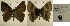  ( - USNM ENT 01102277)  @13 [ ] Unspecified (default): All Rights Reserved (2016) Unspecified Smithsonian Institution