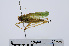  ( - RMNH.INS.543381)  @11 [ ] CreativeCommons - Attribution Non-Commercial Share-Alike (2013) Unspecified Naturalis Biodiversity Center