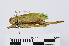  ( - RMNH.INS.543411)  @11 [ ] CreativeCommons - Attribution Non-Commercial Share-Alike (2013) Unspecified Naturalis Biodiversity Center