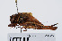  (Metrioptera - RMNH.INS.543412)  @14 [ ] CreativeCommons - Attribution Non-Commercial Share-Alike (2013) Unspecified Naturalis Biodiversity Center