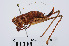  ( - RMNH.INS.543436)  @13 [ ] CreativeCommons - Attribution Non-Commercial Share-Alike (2013) Unspecified Naturalis Biodiversity Center