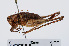 ( - RMNH.INS.543443)  @14 [ ] CreativeCommons - Attribution Non-Commercial Share-Alike (2013) Unspecified Naturalis Biodiversity Center