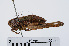  ( - RMNH.INS.543446)  @14 [ ] CreativeCommons - Attribution Non-Commercial Share-Alike (2013) Unspecified Naturalis Biodiversity Center