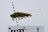  ( - RMNH.INS.545312)  @11 [ ] CreativeCommons - Attribution Non-Commercial Share-Alike (2013) Unspecified Naturalis Biodiversity Center