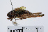  ( - RMNH.INS.545371)  @14 [ ] CreativeCommons - Attribution Non-Commercial Share-Alike (2013) Unspecified Naturalis Biodiversity Center