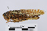  ( - RMNH.INS.546266)  @11 [ ] CreativeCommons - Attribution Non-Commercial Share-Alike (2013) Unspecified Naturalis Biodiversity Center