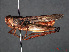  ( - RMNH.INS.546269)  @11 [ ] CreativeCommons - Attribution Non-Commercial Share-Alike (2013) Unspecified Naturalis Biodiversity Center