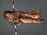  ( - RMNH.INS.546272)  @11 [ ] CreativeCommons - Attribution Non-Commercial Share-Alike (2013) Unspecified Naturalis Biodiversity Center