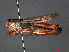  ( - RMNH.INS.546386)  @11 [ ] CreativeCommons - Attribution Non-Commercial Share-Alike (2013) Unspecified Naturalis Biodiversity Center