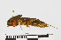  ( - RMNH.INS.550841)  @11 [ ] CreativeCommons - Attribution Non-Commercial Share-Alike (2013) Unspecified Naturalis Biodiversity Center