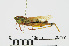  ( - RMNH.INS.550919)  @11 [ ] CreativeCommons - Attribution Non-Commercial Share-Alike (2013) Unspecified Naturalis Biodiversity Center