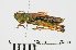  ( - RMNH.INS.550920)  @11 [ ] CreativeCommons - Attribution Non-Commercial Share-Alike (2013) Unspecified Naturalis Biodiversity Center